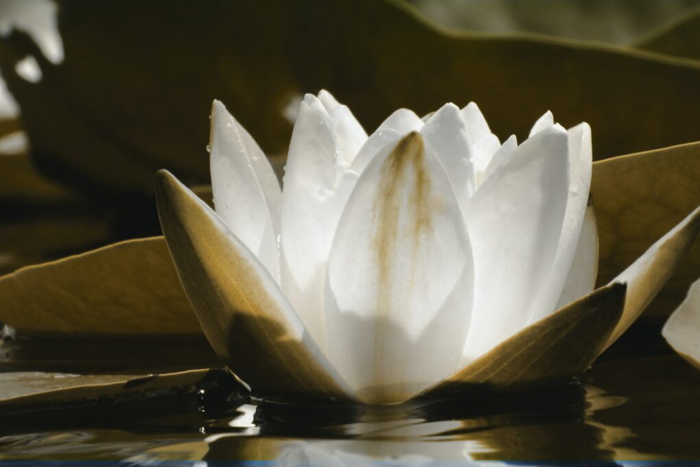 The Real Meaning of the Lotus Flower