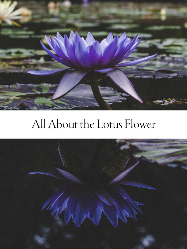 yellow lotus flower meaning