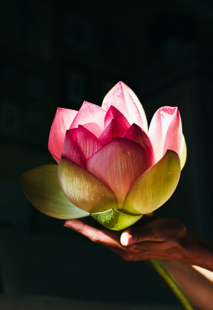 Lotus Flower: Meaning, Symbolism, & Influence - Saffron Marigold