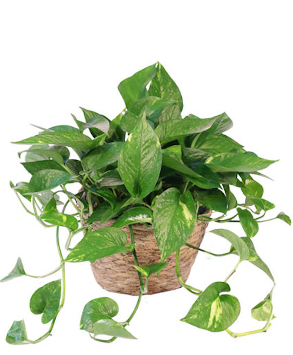 Photograph of a pot of lush golden pothos to demonstrate the round table decor ideas using potted plants and greenery