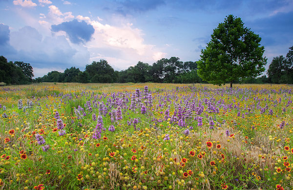 Photograph of a wildflower field to demonstrate how a botanical fabric is inspired by an open field of wildflowers in the spring