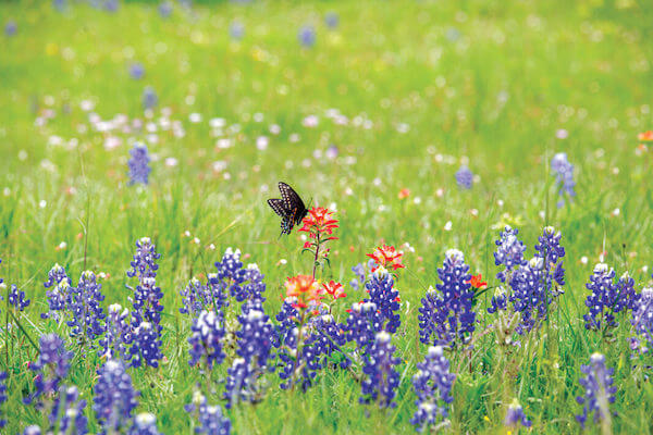 Photograph of a butterfly on top of a red flower in a green field to demonstrate how a botanic fabric is inspired by a botanical garden