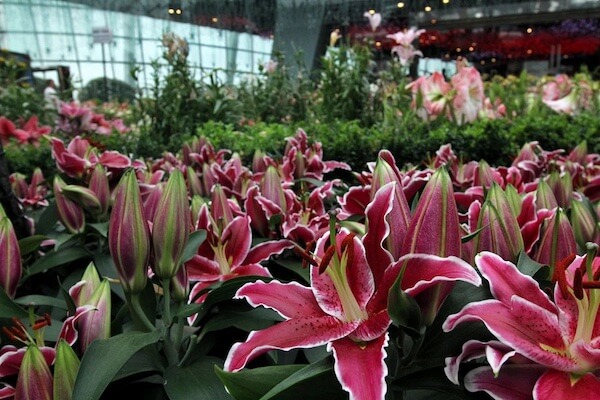 Photograph of the Gardens by the Bay in Singapore featuring stargazer lilies