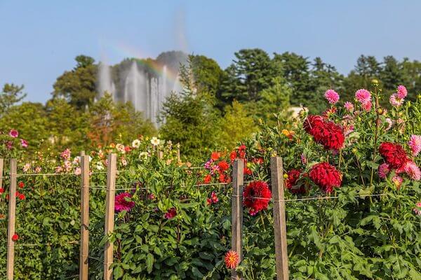 Photograph of a botanical garden in Pennsylvania, the Longwood Gardens, where dahlia fields grow over 1,000 acres