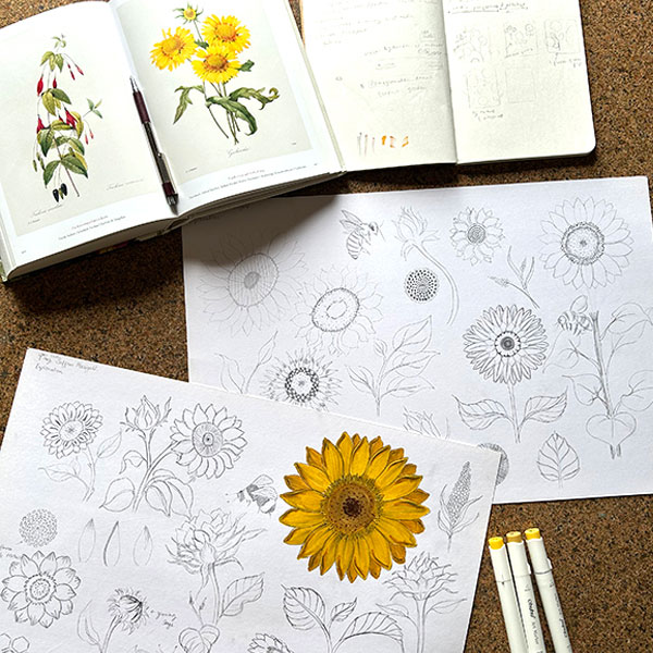 Photograph of a sunflower pencil and colored ink sketch that will be the basis for a sunflower fabric collection