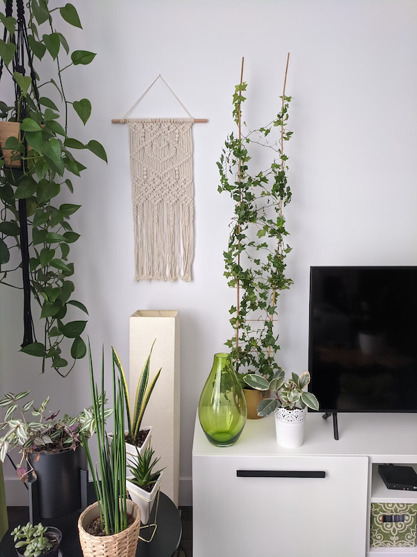 Room with climbing, hanging, and potted plants for a blog on spare room ideas